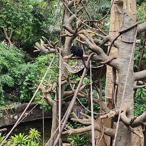 Howler Monkeys