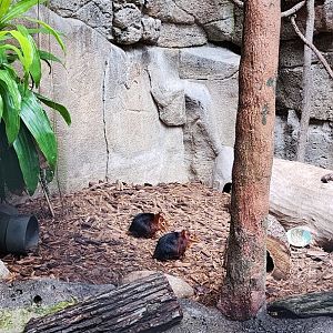 Black and Rofous Elephant Shrew