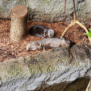 Spotted Necked Otter