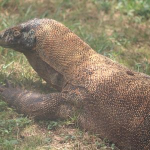 Komodo Dragon (Varanus komodoensis)