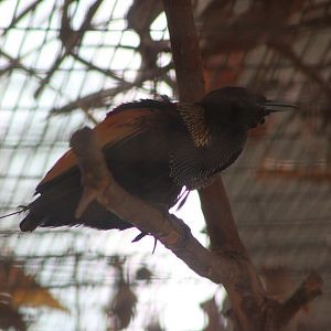 Magnificent Bird-of-Paradise (Cicinnurus magnificus)
