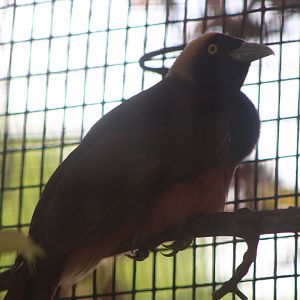 Raggiana Bird-of-Paradise (Paradisaea raggiana)