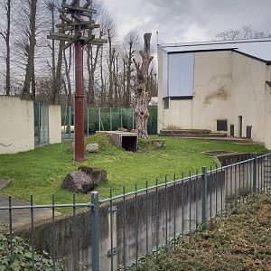 Bornean orangutan outdoor enclosure