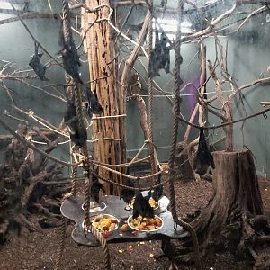 Lyle's flying fox enclosure