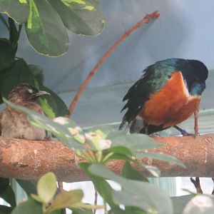 What is this bird on the left?