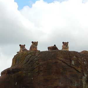 Lions 150523