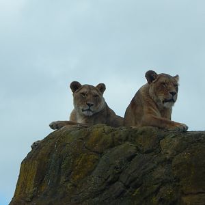 Lions 150523