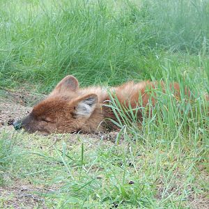 Chinese dhole 150523