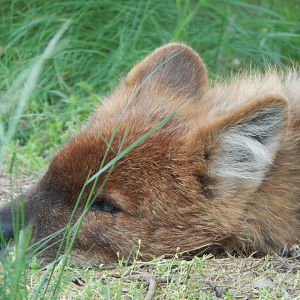 Chinese dhole 150523