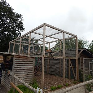 Red ruffed lemur enclosure 300623