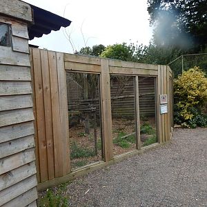 Indochinese leopard cat enclosure 300623