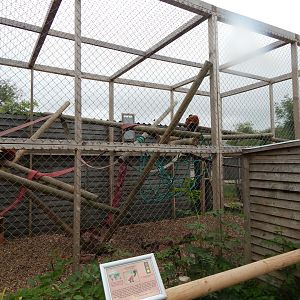 Red ruffed lemur enclosure 300623