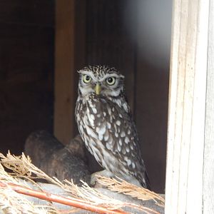 Little owl 300623