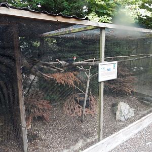 Aviary for Red-crested turaco and Grey peacock-pheasant 300623
