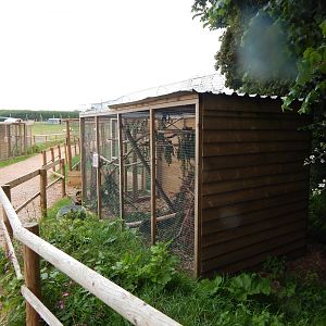 North American red squirrel enclosure 300623