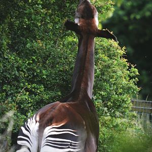 Okapi