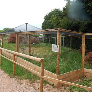 Aviaries for Grey-headed swamphen and Javanese green peafowl 300623