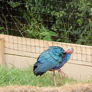 Grey-headed swamphen 300623