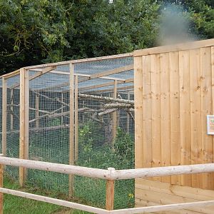 Sri Lankan rusty-spotted cat enclosure 300623