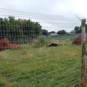 Maned wolf enclosure 300623