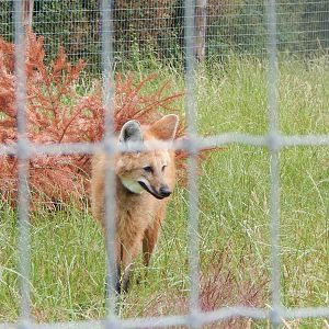 Maned wolf 300623