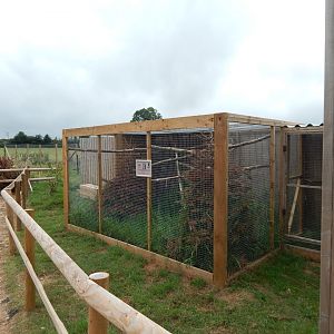 Northern white-faced owl aviary 300623