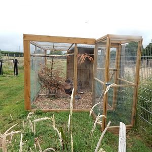 Burrowing owl aviary 300623