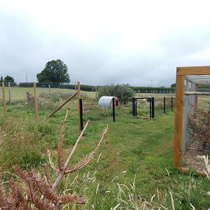 Patagonian mara enclosure 300623