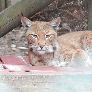 Northern lynx 300623