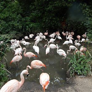 Mixed flamingo flock 300623
