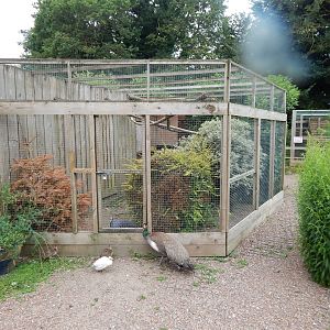 Vulturine guineafowl aviary and visitors 300623