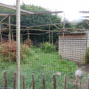 Eurasian crane enclosure 300623