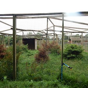 Eurasian crane enclosure 300623