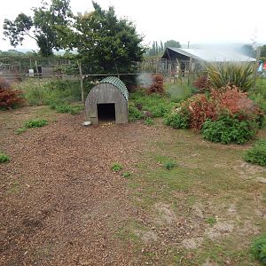 Parma wallaby enclosure 300623