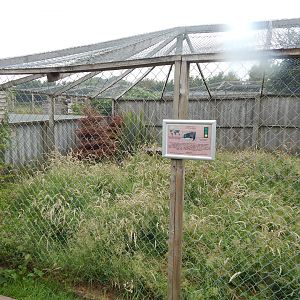 African civet enclosure 300623