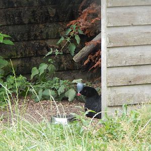Northern helmeted curassow 300623