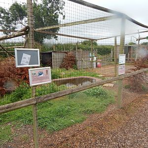 Aviary for Northern helmeted curassow and Hadada ibis 300623