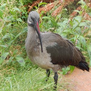 Hadada ibis 300623