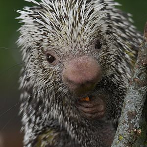 Eddie - Prehensile-tailed porcupine - Animal ambassador