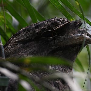 Tawny frogmouth - Feathers & Scales