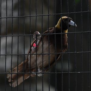 Raggiana bird-of-paradise - Feathers & Scales