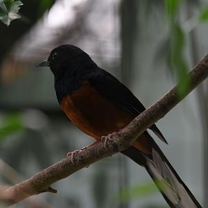 White-rumped shama - Feathers & Scales