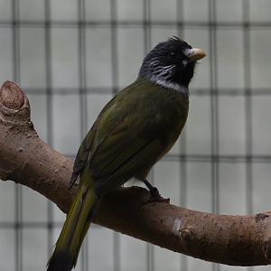Collared finchbill - Feathers & Scales