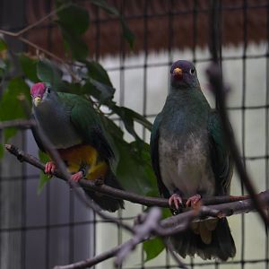 Beautiful fruit dove and Jambu fruit dove - Feathers & Scales