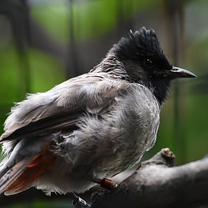 Red-vented bulbul - Feathers & Scales