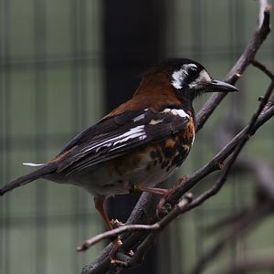 Chesnut-backed thrush - Feathers & Scales