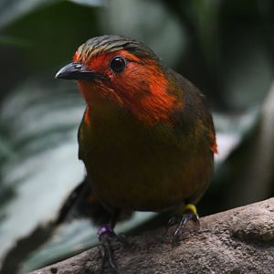 Scarlet-faced liochichla - Feathers & Scales