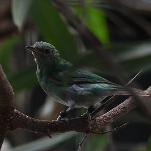 Female green honeycreeper - Feathers & Scales