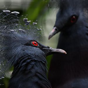 Victoria crowned pigeons - Feathers & Scales