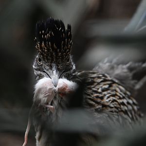 Roadrunner - Feathers & Scales